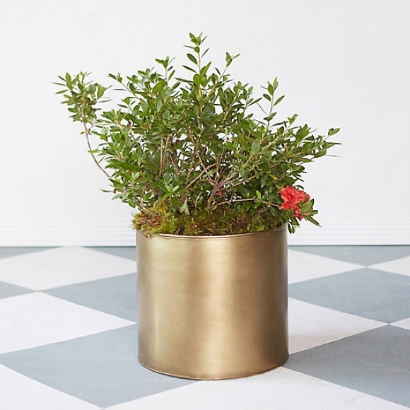 Terrain Habit & Form cylinder pot drum planter indoor houseplant pot brass gold - Picture 2 of 12